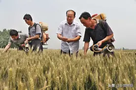 小麦生长后期，灌浆水和麦黄水，哪个更重要图片