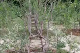 你见过椅子树吗？河北老农竟然种出来了图片