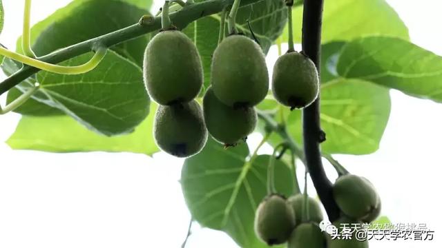 猕猴桃膨果，肥料又贵又多就行了？方法不对，怎么做都是浪费！