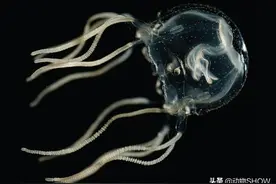 你知道世界上含有剧毒的10大微型物种吗？图片