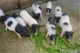 800元一头的巴马香猪猪苗能够长多大？一百斤的巴马香猪种猪纯图片