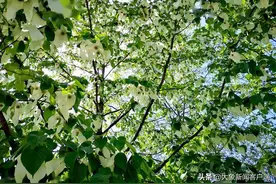全球仅有一株！这些只生长在中国的珍稀植物，你知道哪些？图片