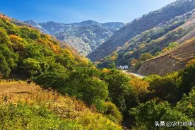 农村山里的野果子，20元一斤，营养价值极高，见到摘几个图片