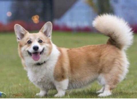 柯基犬真的要断尾吗？但确实有这5个好处