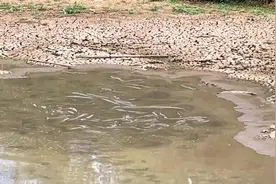 老板失踪了？云南一农家乐水塘干涸，成群大鱼被暴晒等死图片