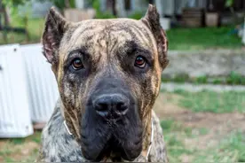 世界十大凶犬—杀人犬，加纳利犬图片