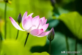 花开正当时，“荷”不来看看？图片