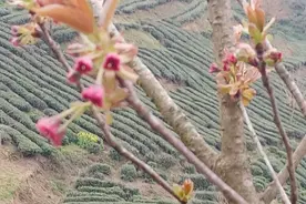 五绝•写在辛丑清明节前夕图片