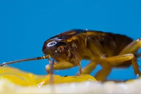 夏天来了“小强”大军来袭怎么办？爱卫办专家教你三招防蟑螂图片