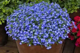 4种粪便，都是养花神器，花儿用了，越长越精神，呼呼长不停图片