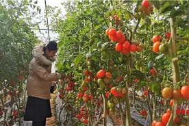 泰安将泰山西红柿作为乡村振兴十大产业之一进行重点培植图片