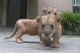 超萌！人工饲养双胞胎狮宝宝满月啦图片