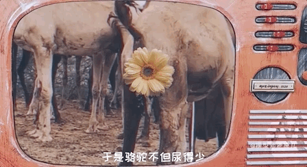 骆驼的驼峰竟然不是用来存水的？那它靠啥在沙漠里笑嘻嘻？