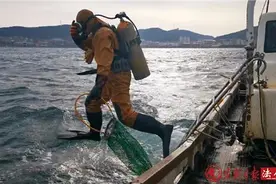 獐子岛“生死结”图片