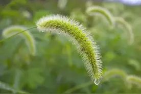 狗尾草其实是个宝，狗尾草的6大功效，你知道吗？下次别错过图片