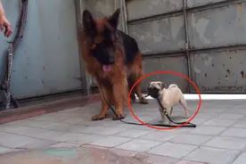 德牧认识了个“新朋友”，结果却甩不掉，主人也被逗笑了图片