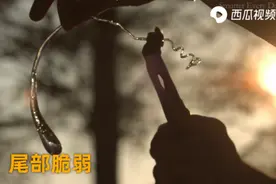“鲁伯特之泪”是什么？锤子敲不碎，用手能捏碎！西瓜视频揭秘图片