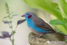 人类VS鸟“对话比赛”，新加坡可爱小姐姐意外圈粉图片