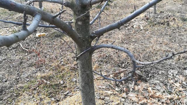 应对『倒春寒』 果树防冻液的几种使用方法