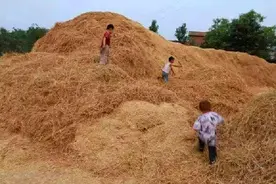 农村“交公粮”的6个场景，还有多少人记得？特别是最后一个图片