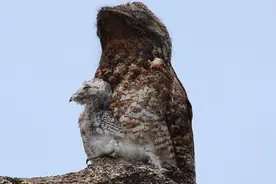 鸟类中的伪装大师-林鸱，你看得出哪个是木头桩，哪个是林鸱吗？图片