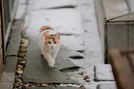 关于“成猫礼”的那点事儿图片
