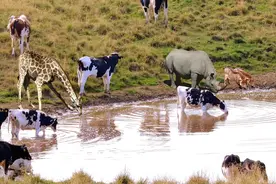 野外水资源浑浊含大量病菌，为什么人不能直接饮用，动物却可以？图片