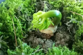 人参盆栽已普及，在家种上几棵，观赏食用两不误图片