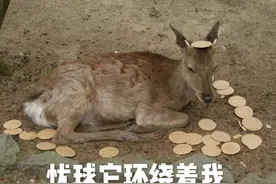 疫情下的动物：奈良鹿饿到啃草，猴子们吃得像过年图片