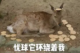 疫情下的动物：奈良鹿饿到啃草，猴子们吃得像过年图片
