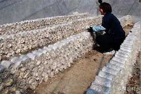 金针菇好吃，你有想过靠它赚钱吗？高产金针菇你要这么种图片