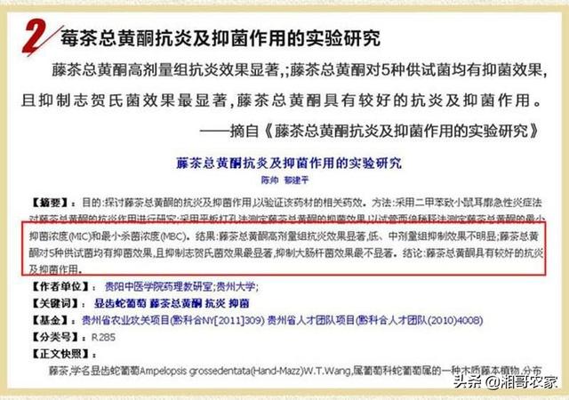 药物杀不死病毒，免疫力却可以！常喝它，提高免疫力