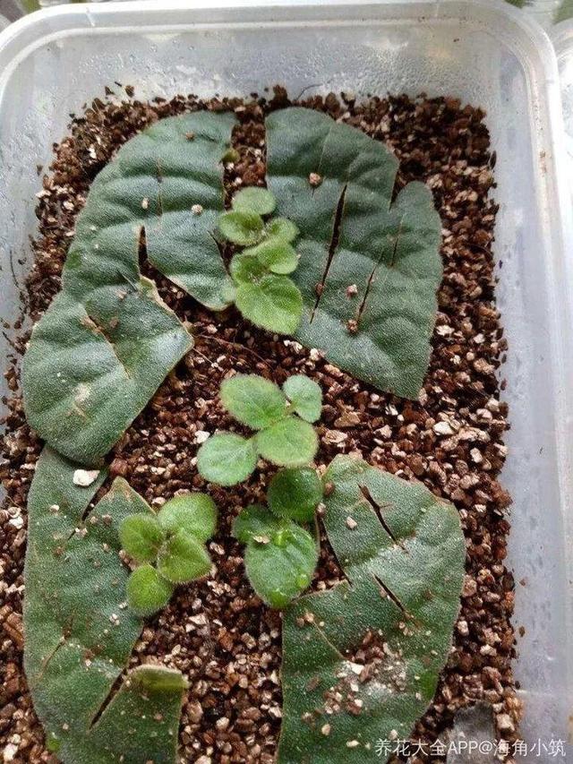 贝拉小蜜蜂草本身体乳