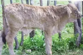 养殖户注意：发生牛结节性皮肤病，禁止活牛调出，只能焚烧图片