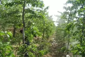桃树疏果定果管理图片