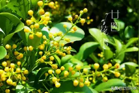 养死过五六盆米兰花，总算得出了点经验：米兰的养护难点在于服盆图片