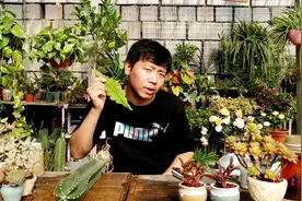 进口令箭荷花，50块钱一个叶，这样嫁接迅速生长，开花多，像荷花视频封面