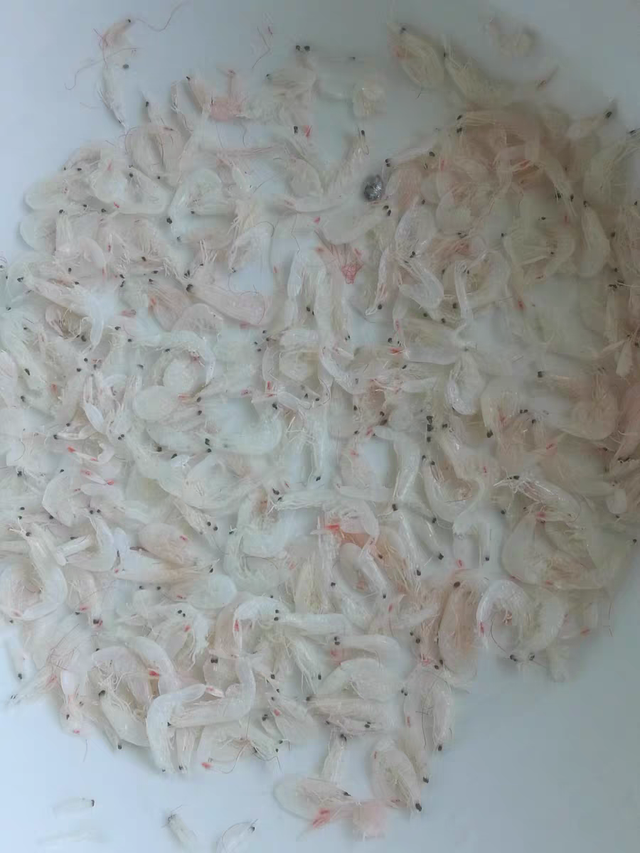 这些补充蛋白质的水产，常吃有益，但吃无妨