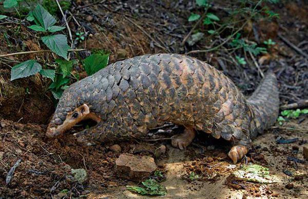 穿山甲的品种介绍