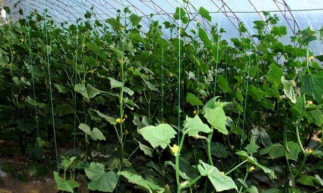 澶ф榛勭摐绉у枬鎺虹櫧绯栫殑鐗涘ザ锛屼憨浜ф敹鐩婅揪鍗佸嚑涓囷紝杩欓」鎶€鏈€煎緱鎺ㄥ箍