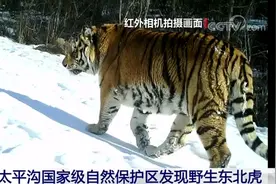 野生东北虎现身黑龙江鹤岗自然保护区 威风凛凛巡视领地图片