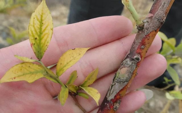 蓝莓的花期管理