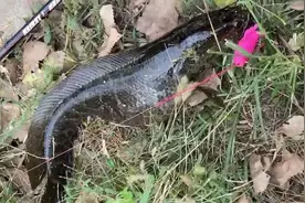 这鱼吃不得？广州钓友钓了条大黑鱼，钓友：越看越奇怪，赶紧丢了图片