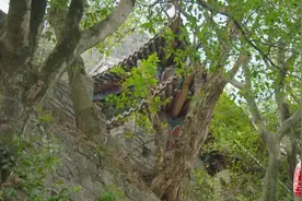 当生命与使命有了冲突，这对师徒毅然选择践行孟子的那句话图片