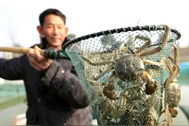 大闸蟹旺季“遇冷”，小蟹没人买，大蟹卖不动，咋回事？图片