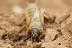 农家人最讨厌的害虫，见到一只踩死一只，殊不知它却是一味中药材图片