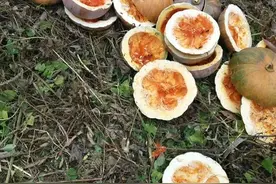 金口玉言黄金瓜图片
