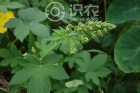 每日一草：葎草图片
