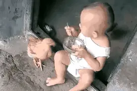 泰迪把我气了个后空翻图片