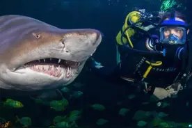为什么潜水员可以和鲨鱼接触，而鲨鱼不吃他们？鳄鱼：你逗我试试图片